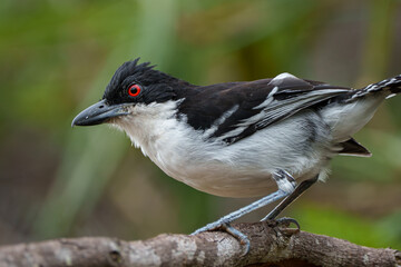 Choró boi macho (Taraba major) em close up com seu lindo olho vermelho