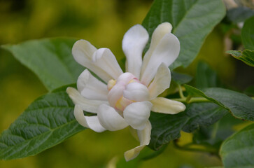 Sweetshrub Calycanthus floridus 'Venus' creamy-white blooming fragrant flower and leaves. Gardening,landscaping,growing concept .Closeup photo outdoors.