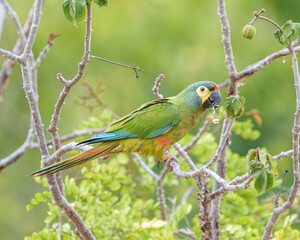 Arara Maracanã psitaccidae (Primolius maracana) cor verde predominante com penas vermelhas amarelas e azuis, se alimentando ddo fruto da Jatropha mollissima