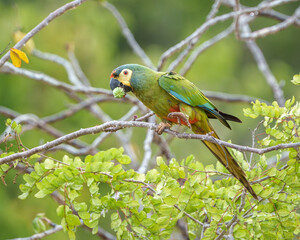 Arara Maracanã psitaccidae (Primolius maracana) cor verde predominante com penas vermelhas amarelas e azuis, se alimentando ddo fruto da Jatropha mollissima