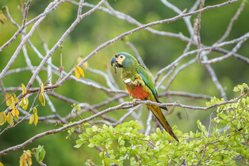 Arara Maracanã psitaccidae (Primolius maracana) cor verde predominante com penas vermelhas amarelas e azuis, se alimentando ddo fruto da Jatropha mollissima