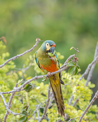 Arara Maracanã psitaccidae (Primolius maracana) cor verde predominante com penas vermelhas amarelas e azuis, se alimentando ddo fruto da Jatropha mollissima
