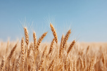 Fototapeta premium serene wheat field under clear blue sky with golden stalks swaying gently in breeze