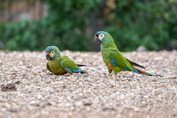 Arara Maracanã psitaccidae (Primolius maracana) mãe alimentando seu filhote, arara alimentando filhote, cor verde predominante com penas amarelas, azuis e vermelhas