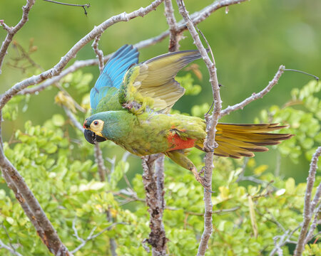 Arara Maracan&atilde; psitaccidae (Primolius maracana) cor verde predominante com penas vermelhas amarelas e azuis