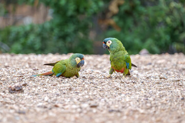 Arara Maracanã psitaccidae (Primolius maracana) mãe alimentando seu filhote, arara alimentando filhote, cor verde predominante com penas amarelas, azuis e vermelhas