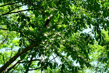 Korean Styrax Japonicus Tree with White Flowers and Green Leaves Close-up

