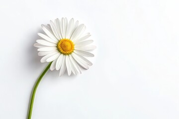 Close-up of a single daisy flower with white petals and yellow center on white background