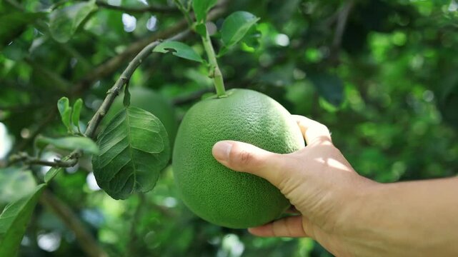Hand holding a fresh pomelo on tree in the garden, Organic pomelo fruit harvest concept, Pomelo farm in natural background