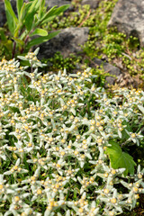 Leontopodium Pusillum plant in Saint Gallen in Switzerland 13.5.25