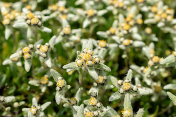 Leontopodium Pusillum plant in Saint Gallen in Switzerland 13.5.25