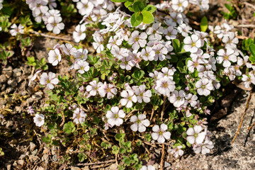 Chickweed babys breath or Gypsophila Cerastioides plant in Saint Gallen in Switzerland 13.5.25