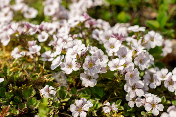Chickweed babys breath or Gypsophila Cerastioides plant in Saint Gallen in Switzerland 13.5.25