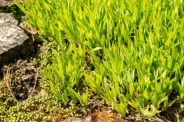 Dwarf lake iris or Iris Lacustris plant in Saint Gallen in Switzerland 13.5.25