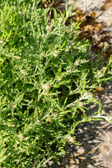 Oregon sunshine or Eriophyllum Lanatum plant in Saint Gallen in Switzerland 13.5.25