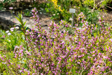 Obraz premium Purple broom or Chamaecytisus Purpureus plant in Saint Gallen in Switzerland 13.5.25