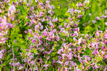 Purple broom or Chamaecytisus Purpureus plant in Saint Gallen in Switzerland 13.5.25