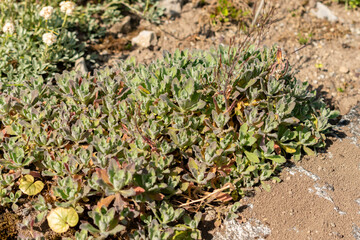 Mountain rock cress or Arabis Caucasica plant in Saint Gallen in Switzerland 13.5.25