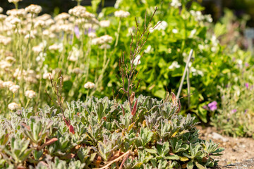 Mountain rock cress or Arabis Caucasica plant in Saint Gallen in Switzerland 13.5.25