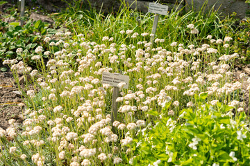 Catsfoot or Antennaria Dioica plant in Saint Gallen in Switzerland 13.5.25