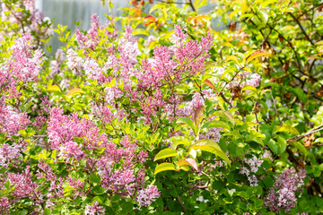 Syringa Meyeri plant in Saint Gallen in Switzerland 13.5.25