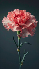 Elegant Pink Carnation Flower Against Dark Background Showcasing Delicate Petals and Green Stem in Stunning Detail