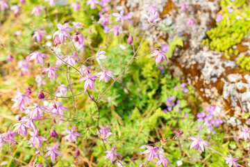 False columbine or Semiaquilegia Ecalcarata plant in Saint Gallen in Switzerland 13.5.25