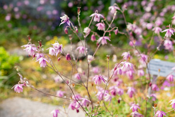 False columbine or Semiaquilegia Ecalcarata plant in Saint Gallen in Switzerland 13.5.25