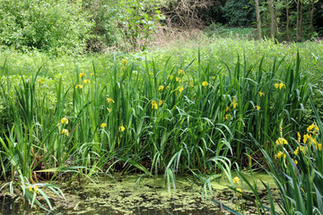 Closeup of a bed of Yellow flag iris plants at the side of a lake, Derbyshire England
