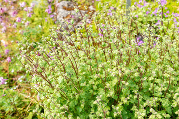Symphyandra Armena plant in Saint Gallen in Switzerland 13.5.25