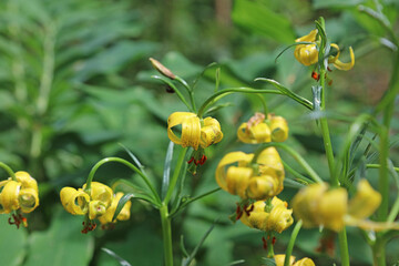 Closeup of Pyrenean lily blooms, Derbyshire England
