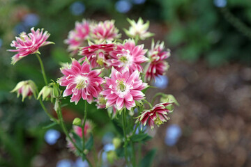 Macro image of pink and white double form Columbine blooms, Derbyshire England
