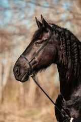 Friese