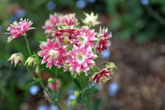 Macro image of pink and white double form Columbine blooms, Derbyshire England
- Powered by Adobe