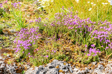 Liver balsam or Erinus Alpinus plant in Saint Gallen in Switzerland 13.5.25