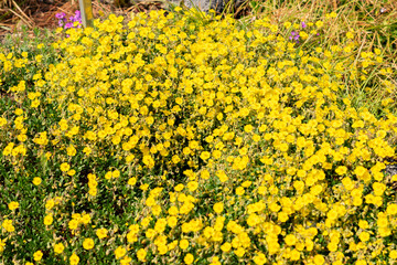 Obraz premium Hoary rockrose or Helianthemum Oelandicum plant in Saint Gallen in Switzerland 13.5.25