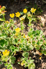 Potentilla Megalantha plant in Saint Gallen in Switzerland 13.5.25