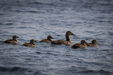 An adult female Common Pochard swims with her chicks in the water, perpendicular to the camera lens, on a sunny summer day.