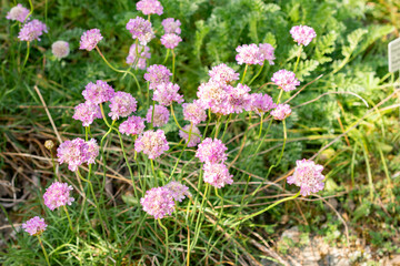 Armeria Alpina plant in Saint Gallen in Switzerland 13.5.25