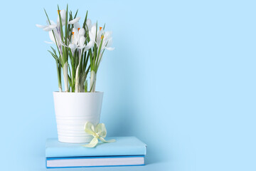 Pot with beautiful white crocus flowers and books on blue background