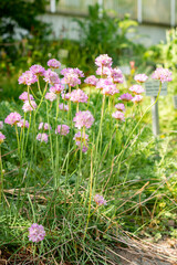 Armeria Alpina plant in Saint Gallen in Switzerland 13.5.25
