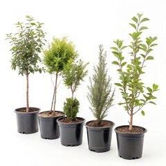 Fototapeta premium Set of six plants in pots isolated on white background. Small trees and shrubs .
