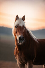 Haflinger in Abendsonne