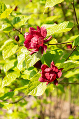 Chinese sweet shrub or Sinocalycanthus Chinensis plant in Saint Gallen in Switzerland 13.5.25