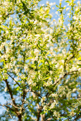 Pearlbush or Exochorda Giraldii var Wilsonii plant in Saint Gallen in Switzerland 13.5.25