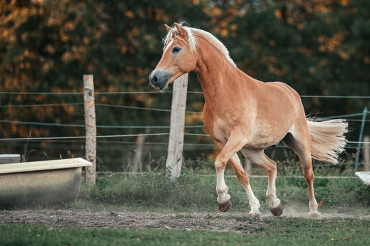 Haflinger im herbst