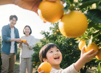 가족 감귤 농장 체험하는 한국인들, Korean Family Experiencing Citrus Farm Together