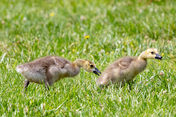 canada goose family
