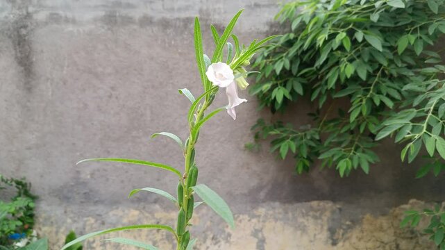 A sesame plant (Sesamum indicum) gracefully sways in breeze, its pale pink to white flowers and slender green leaves moving rhythmically. Captured in natural daylight, horizontal clip.
