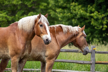 portrait of a horse